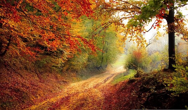 Forest Road surrounded by trees